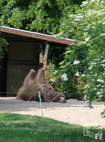 2015 Köln Zoo-19666