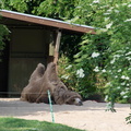 2015_Köln_Zoo-19666.jpg